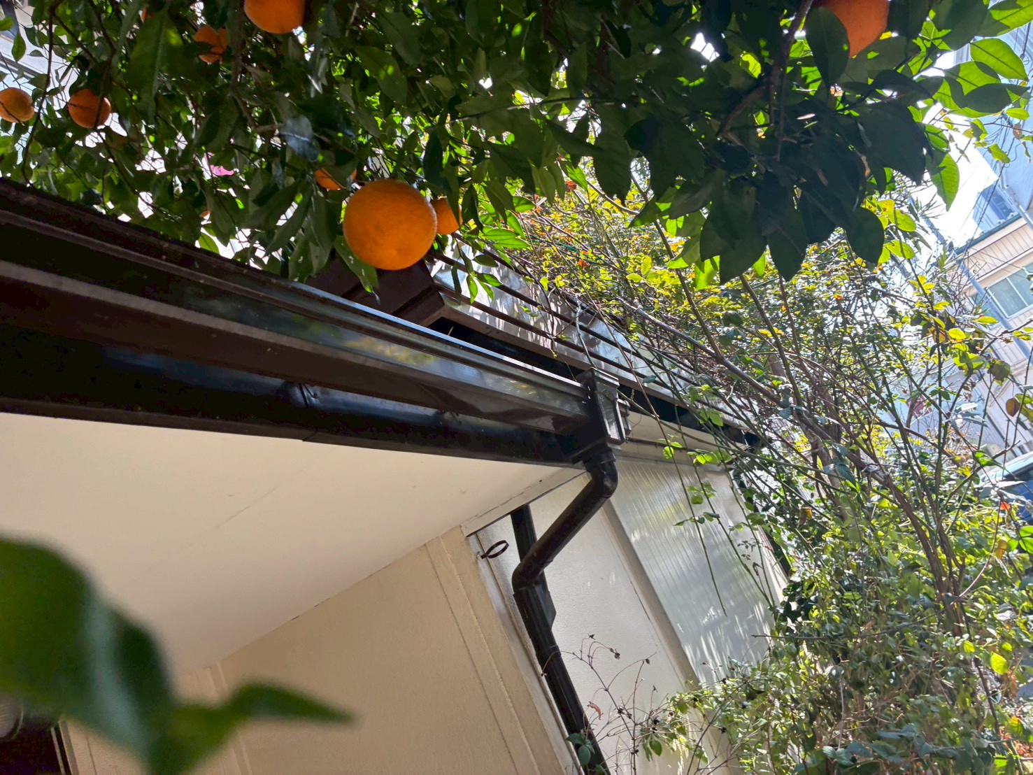 下野の屋根と隣接したみかんの木